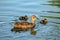 Female Ðœallard duck Ðnas platyrhynchos swimming in the lake and her recently hatched ducklings